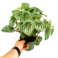 Peperomia argyraea 'Watermelon Peperomia'