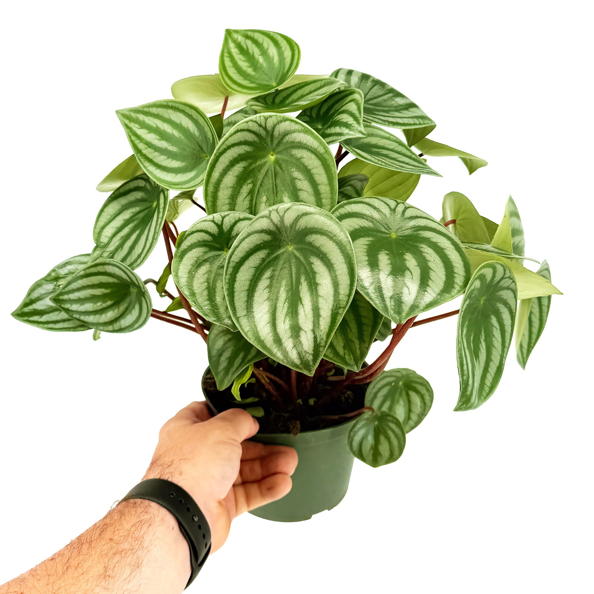 Peperomia argyraea 'Watermelon Peperomia'