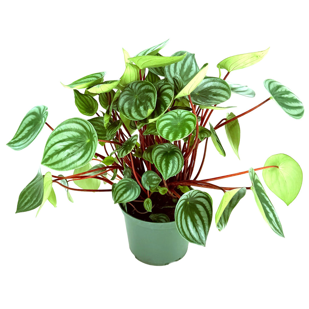 Peperomia argyraea 'Watermelon Peperomia'
