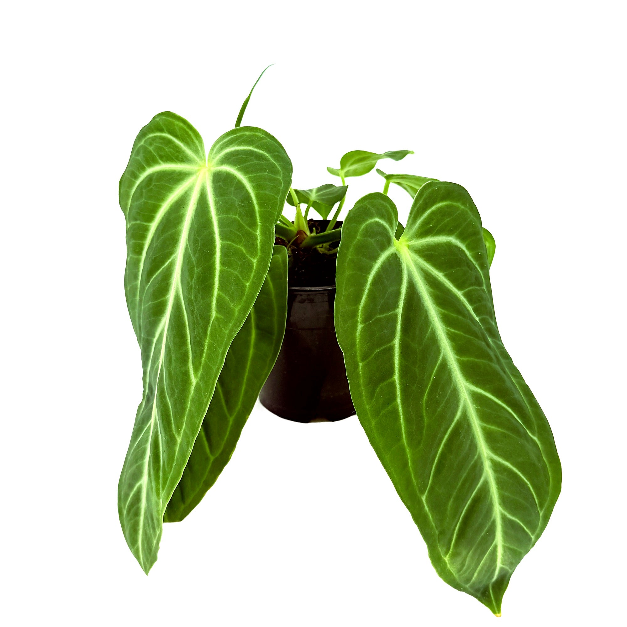 Anthurium villenaorum 'Villena Anthurium'