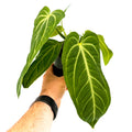 Anthurium villenaorum 'Villena Anthurium'