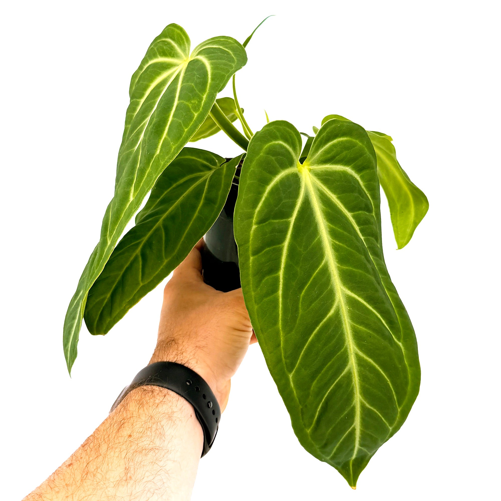 Anthurium villenaorum 'Villena Anthurium'