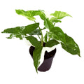 Syngonium podophyllum 'Albo Variegatum'