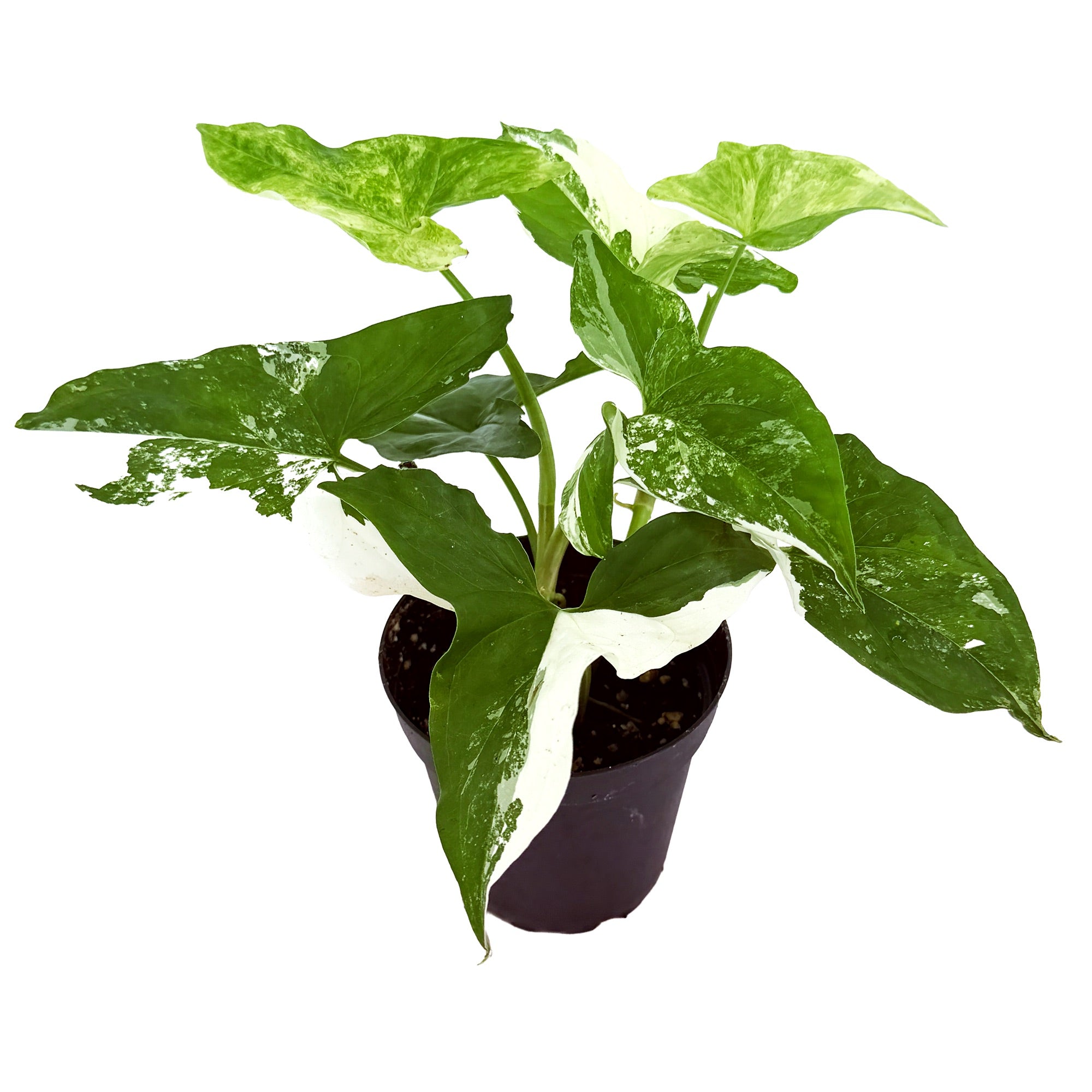 Syngonium podophyllum 'Albo Variegatum'