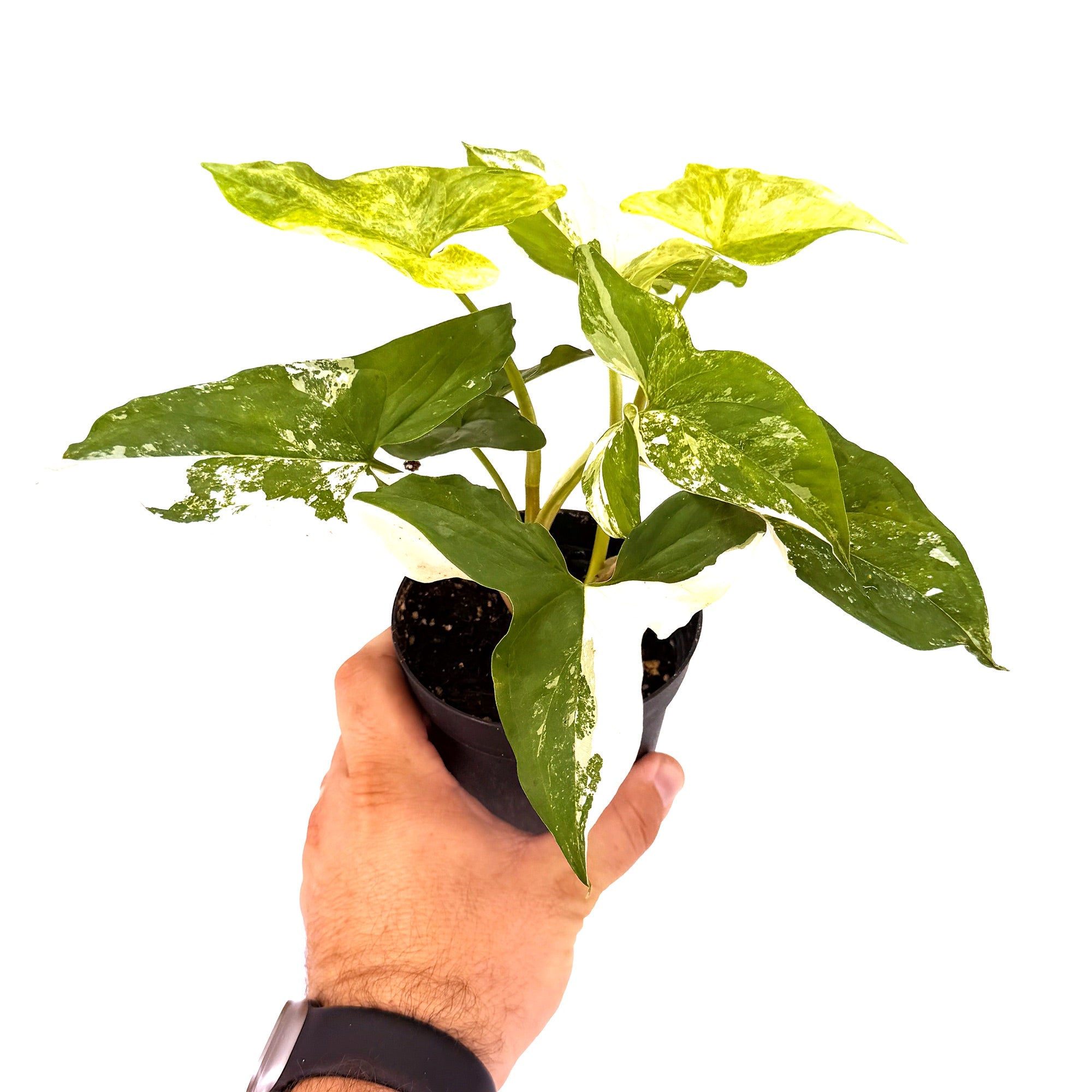 Syngonium podophyllum 'Albo Variegatum'