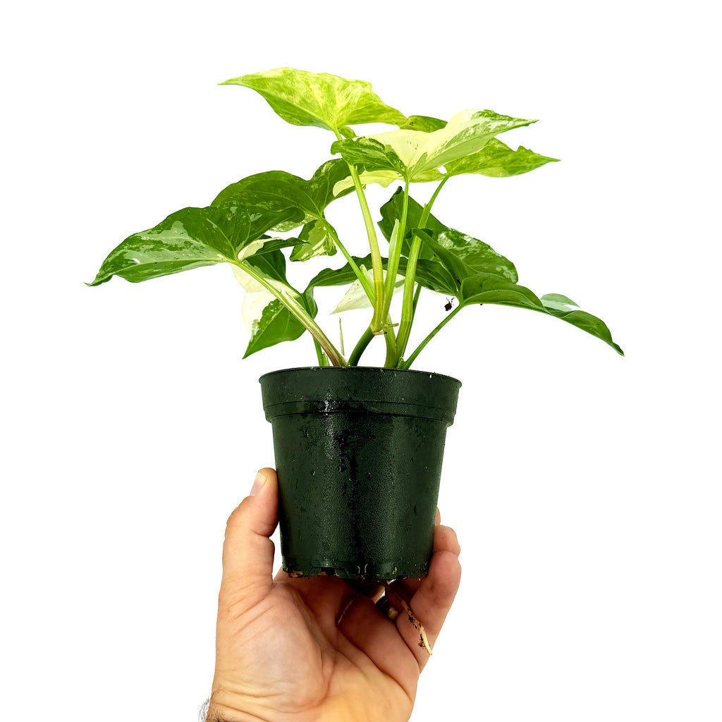 Syngonium podophyllum 'Albo Variegatum'