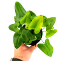 Hemionitis arifolia 'Heart Leaf Fern'