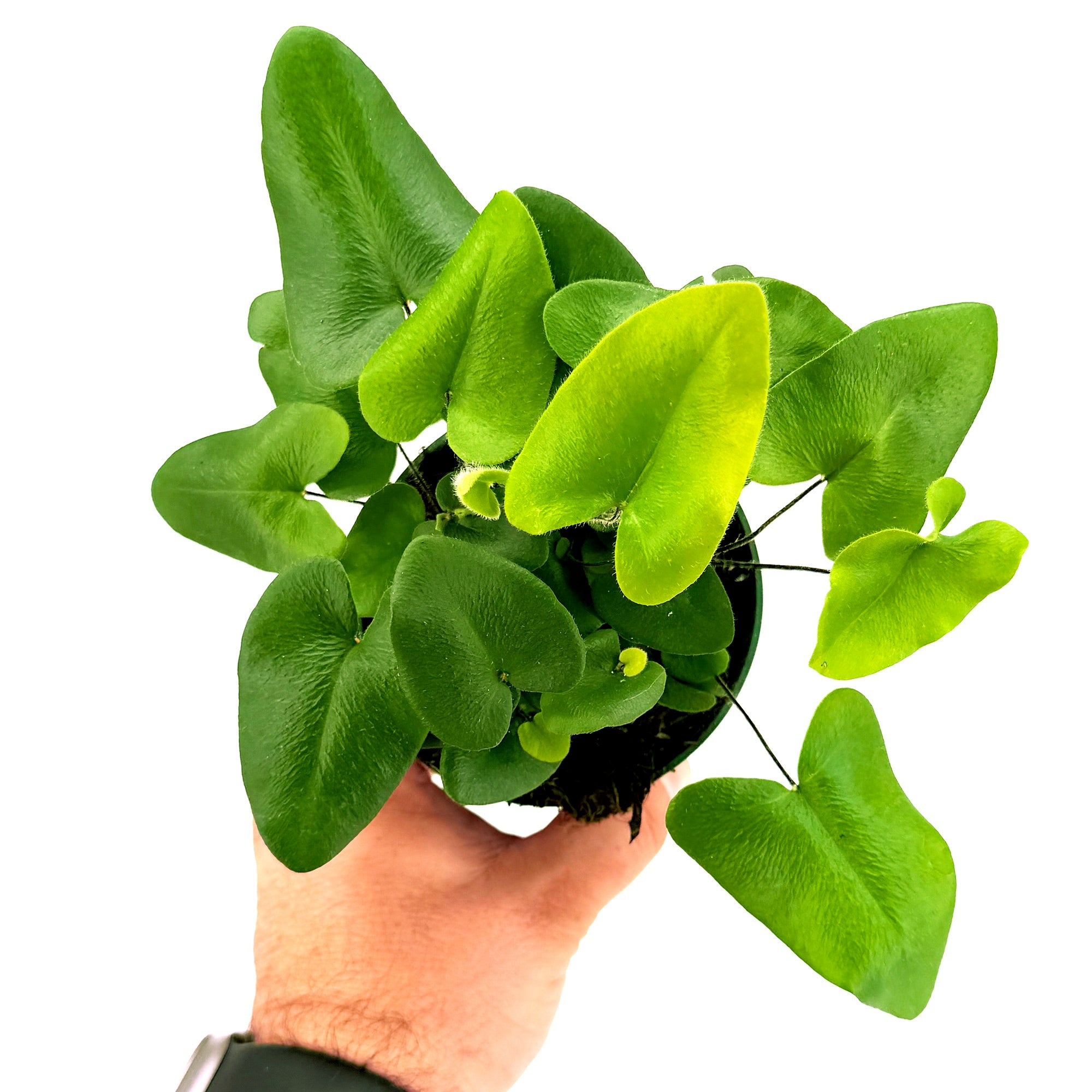 Hemionitis arifolia 'Heart Leaf Fern'
