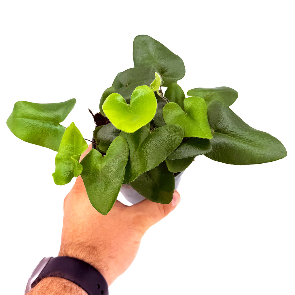 Hemionitis arifolia 'Heart Leaf Fern'