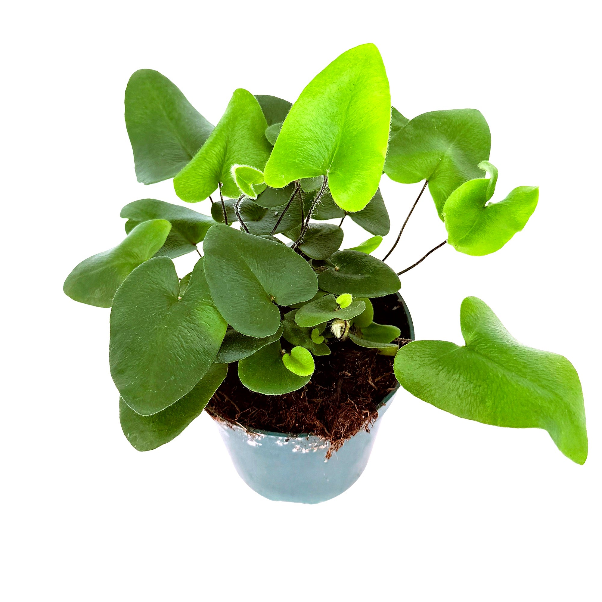 Hemionitis arifolia 'Heart Leaf Fern'