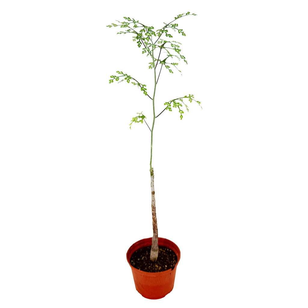 Adenia perrieri