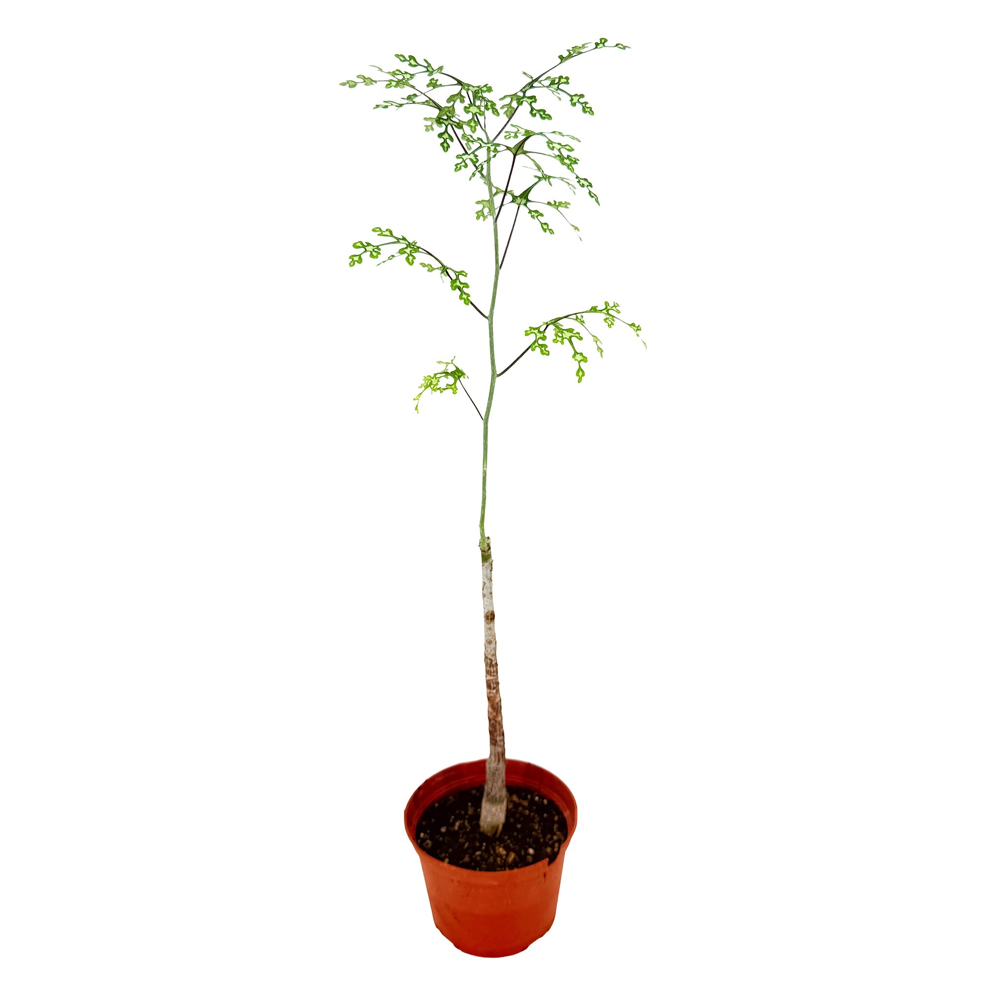 Adenia perrieri
