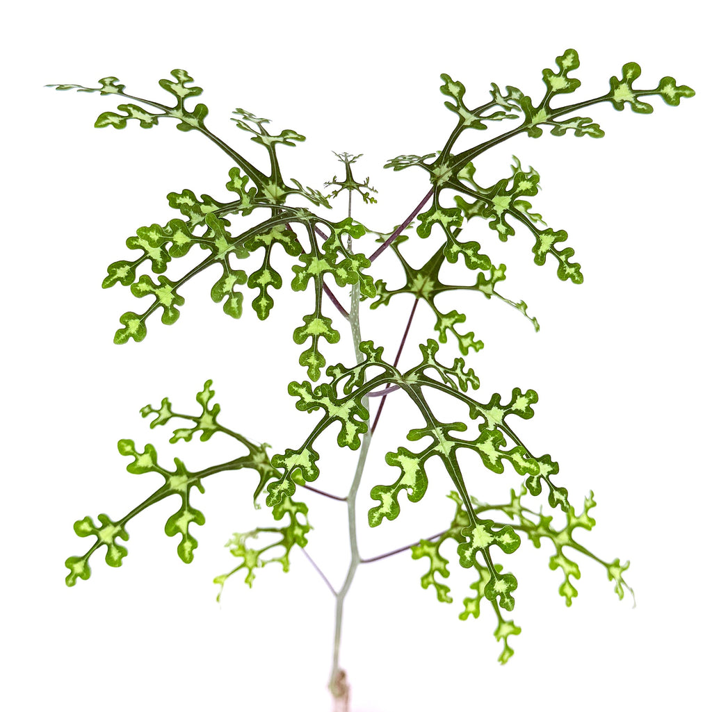 Adenia perrieri