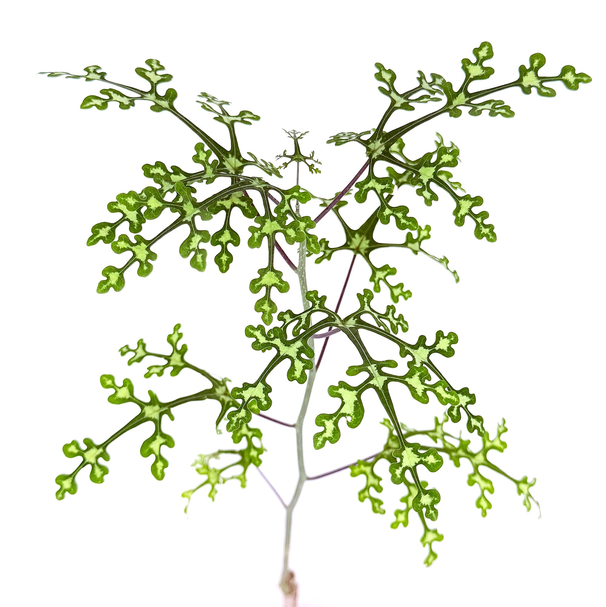 Adenia perrieri