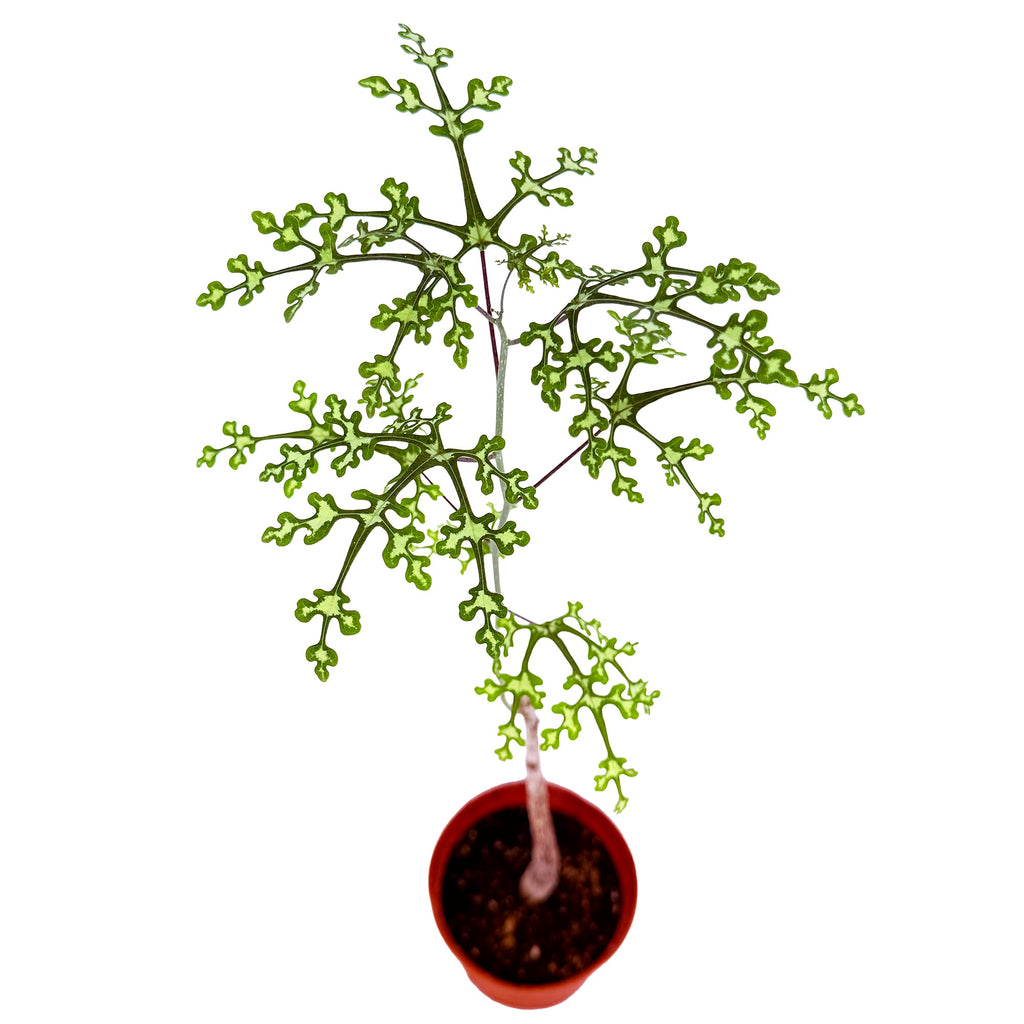 Adenia perrieri