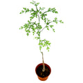 Adenia perrieri