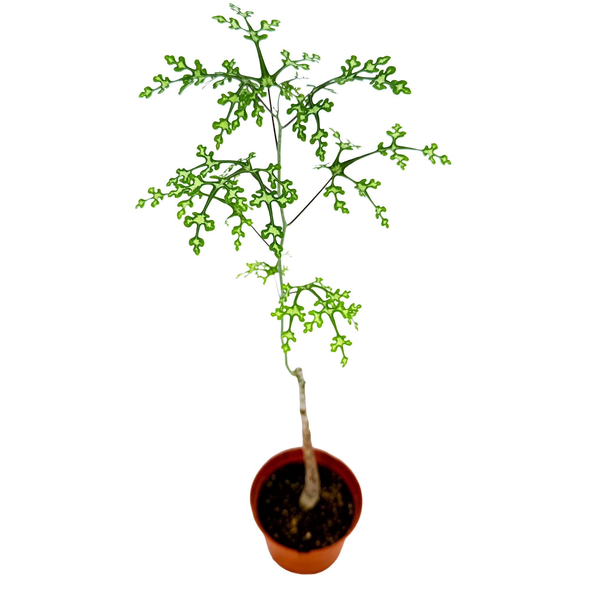 Adenia perrieri