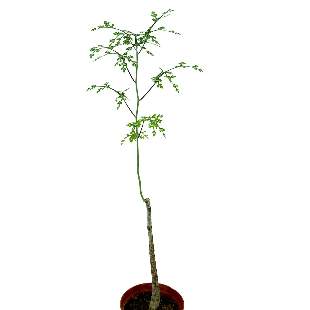 Adenia perrieri
