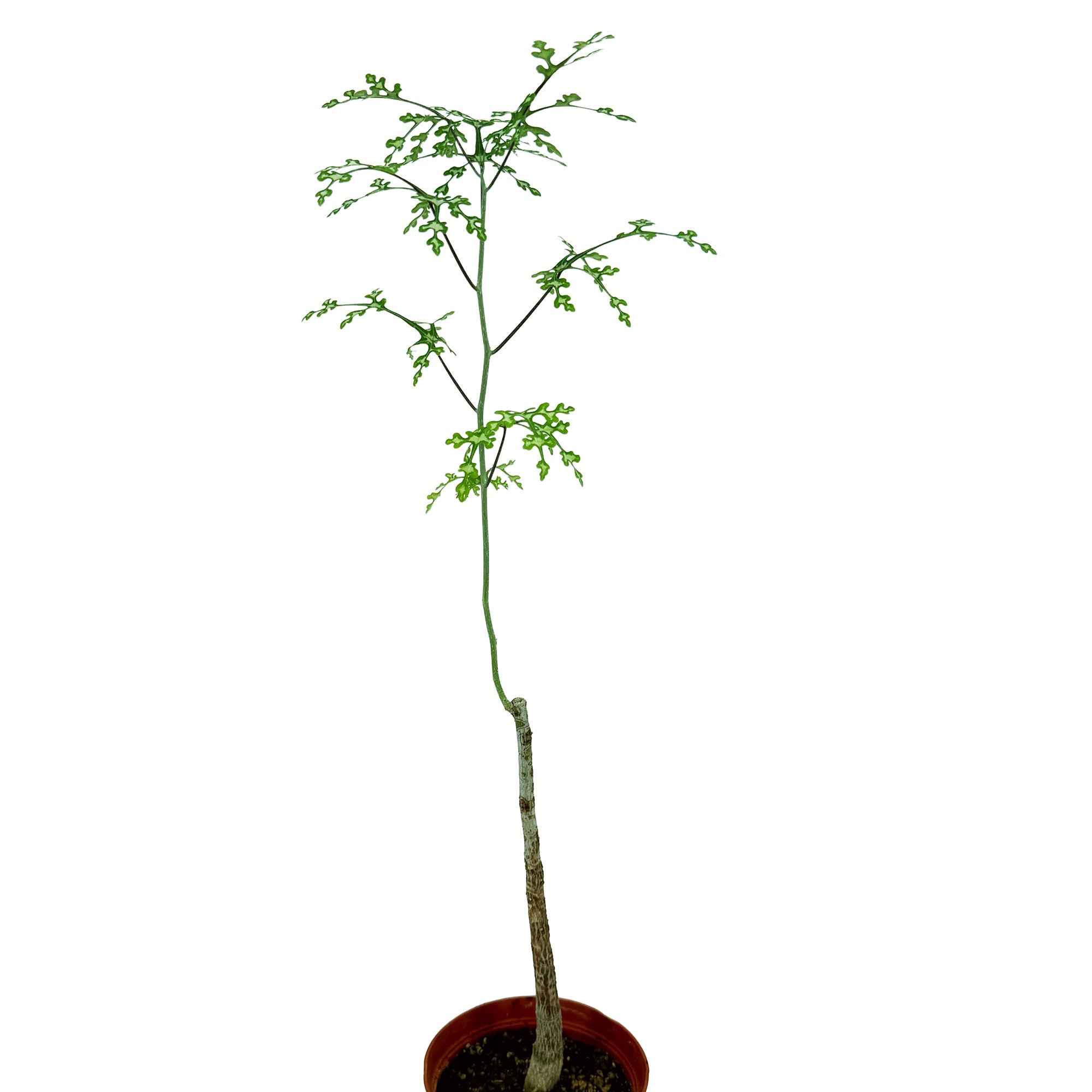Adenia perrieri