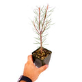 Euphorbia balsamifera