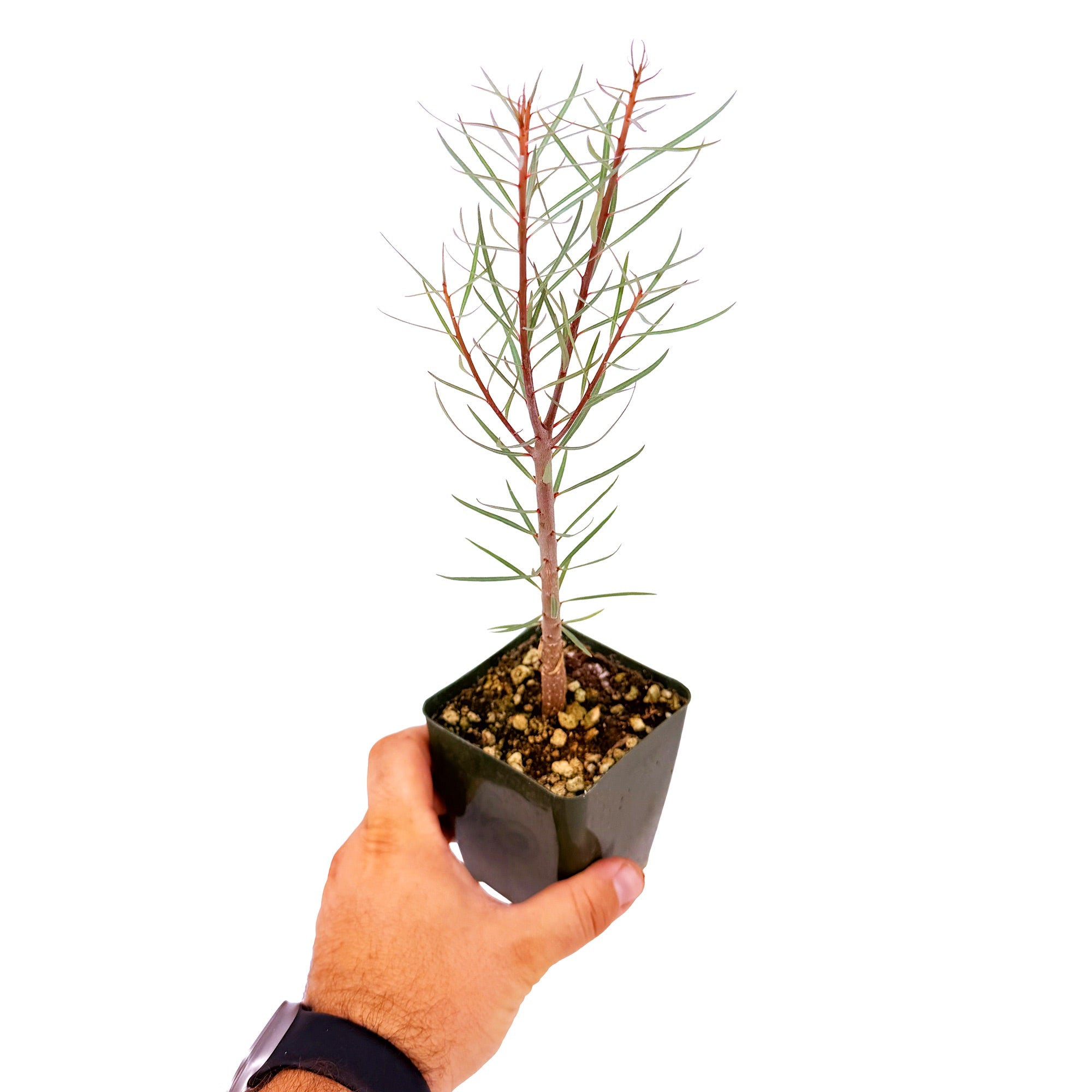 Euphorbia balsamifera