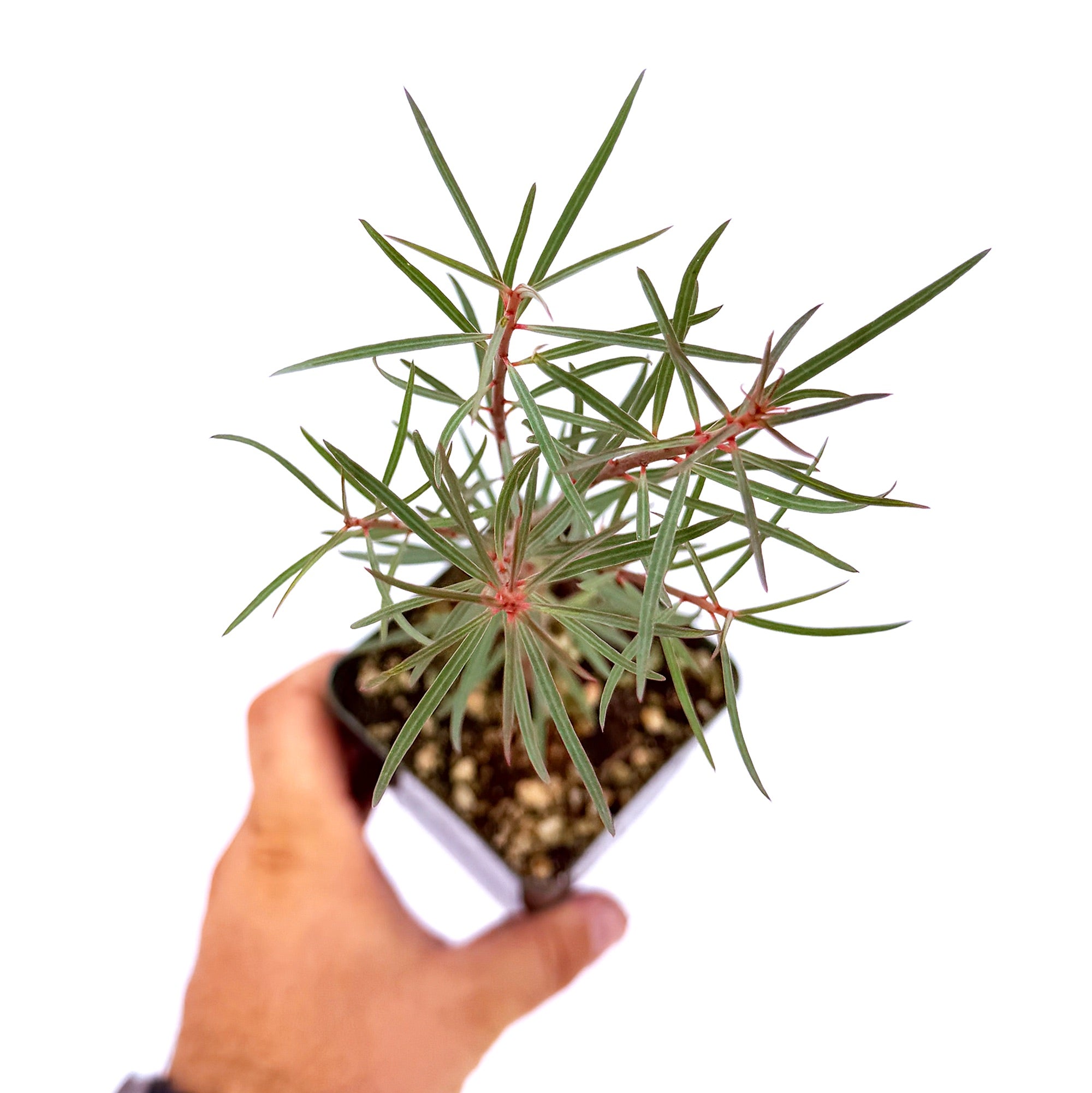 Euphorbia balsamifera
