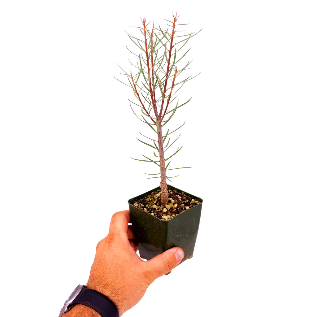 Euphorbia balsamifera