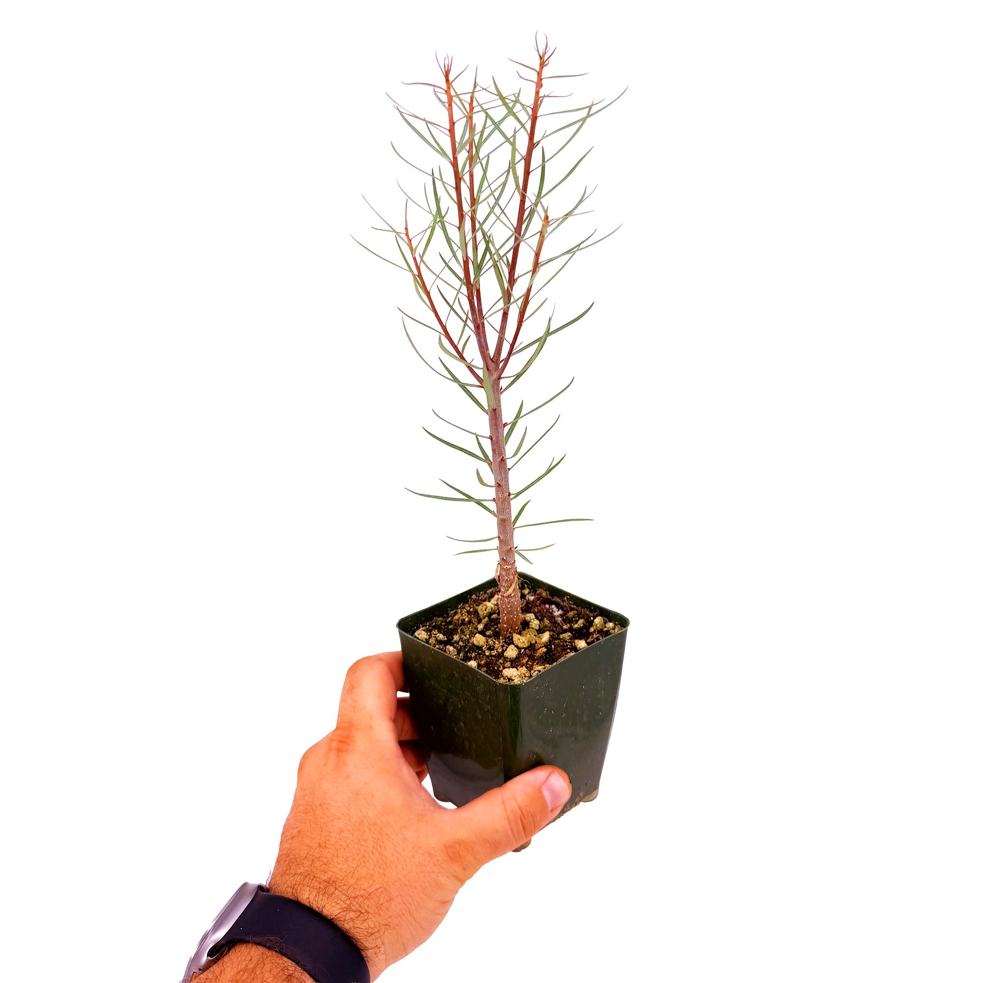 Euphorbia balsamifera