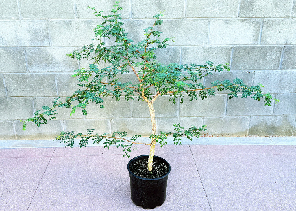 Senegalia burkei 'Black Monkey Thorn' (Specimen)
