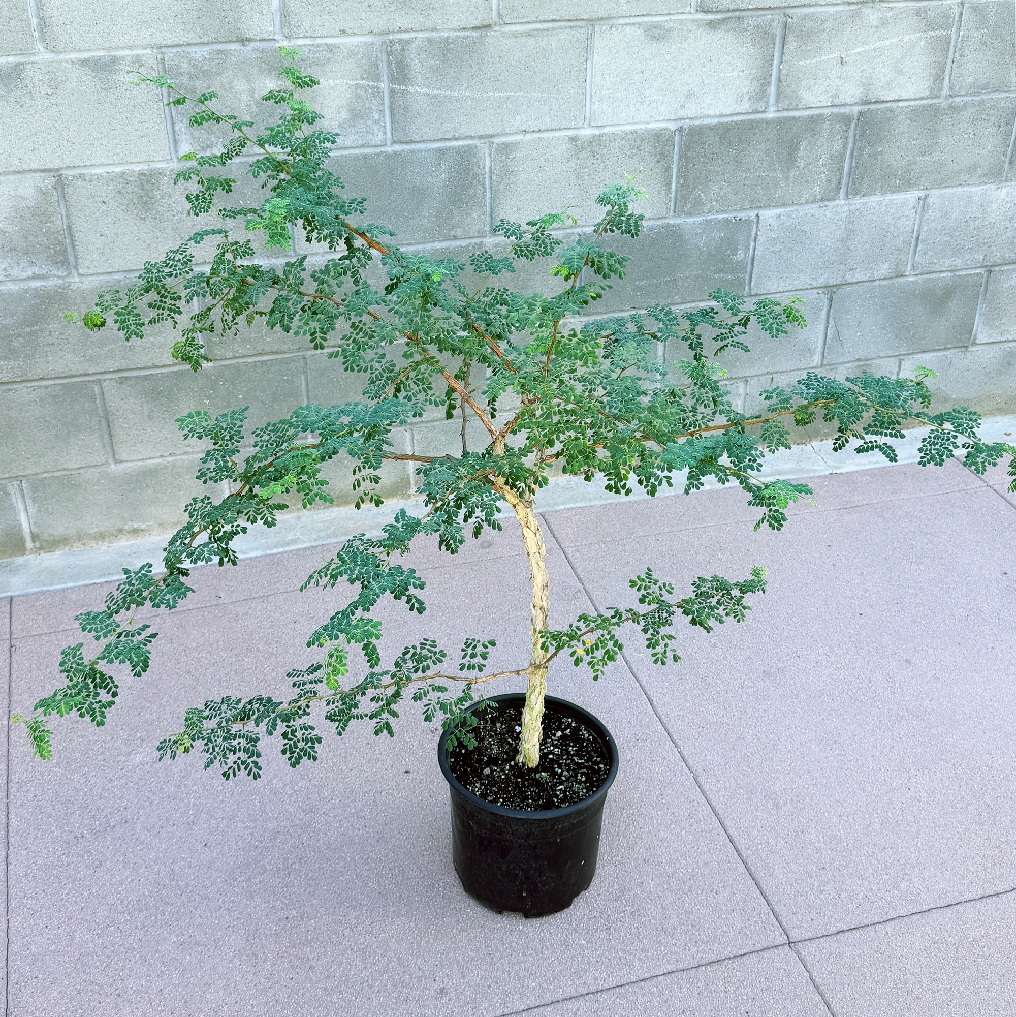 Senegalia burkei 'Black Monkey Thorn' (Specimen)