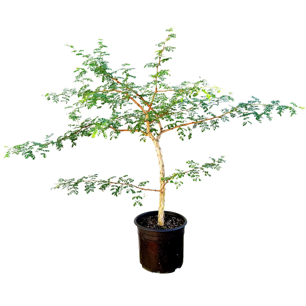 Senegalia burkei 'Black Monkey Thorn' (Specimen)