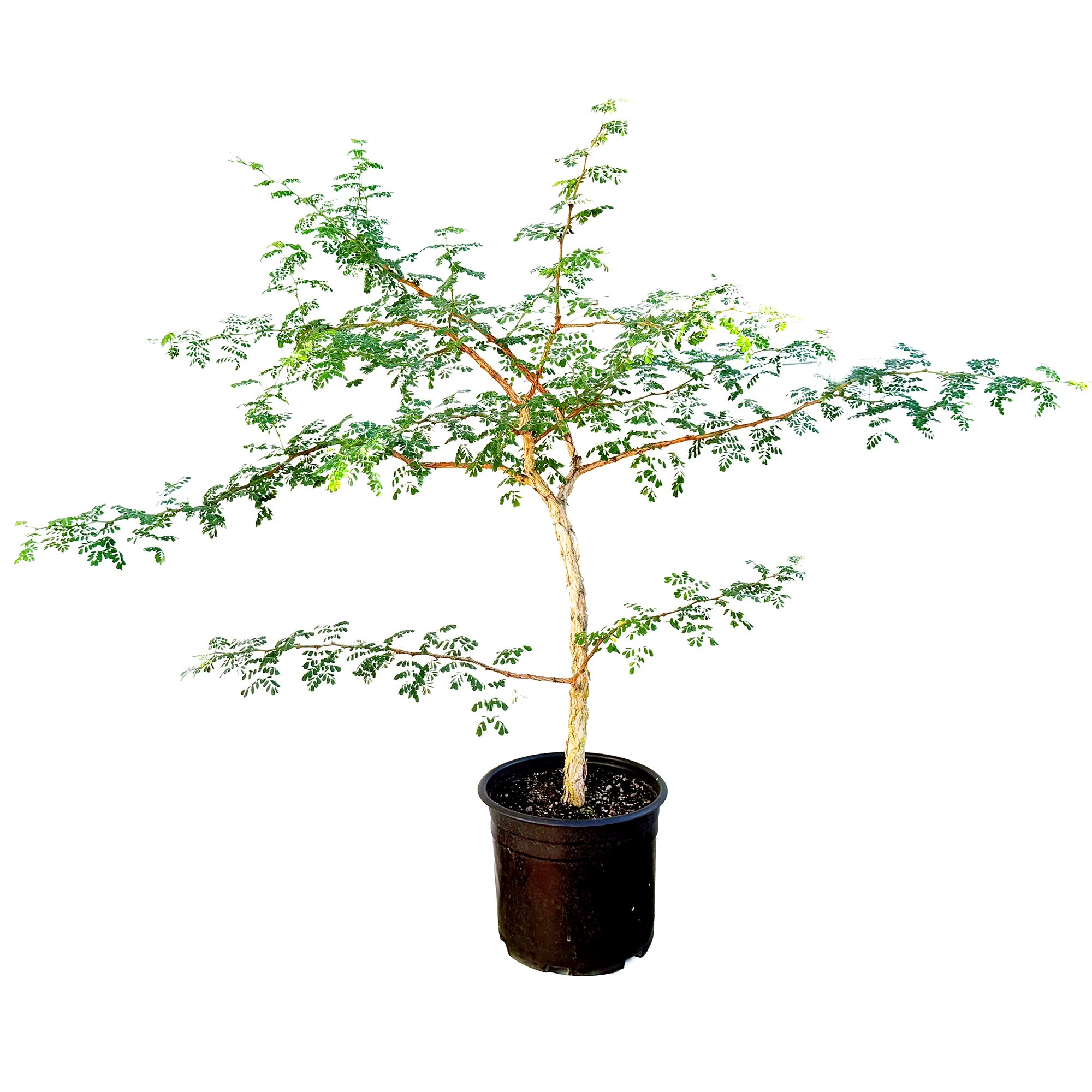 Senegalia burkei 'Black Monkey Thorn' (Specimen)