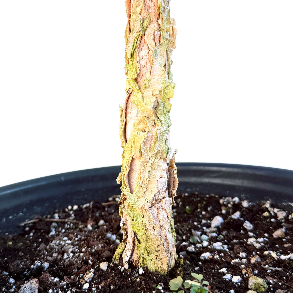 Senegalia burkei 'Black Monkey Thorn' (Specimen)