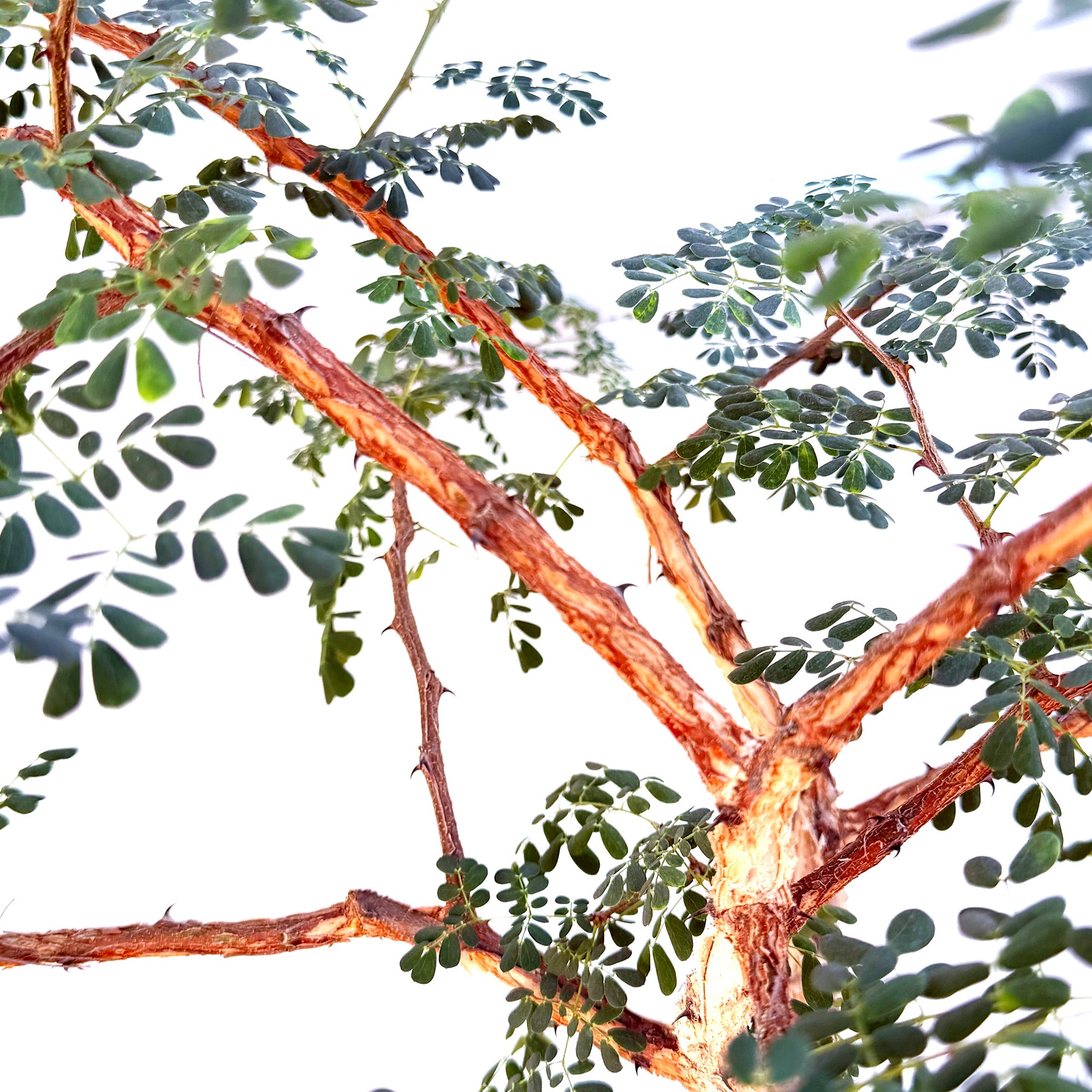 Senegalia burkei 'Black Monkey Thorn' (Specimen)