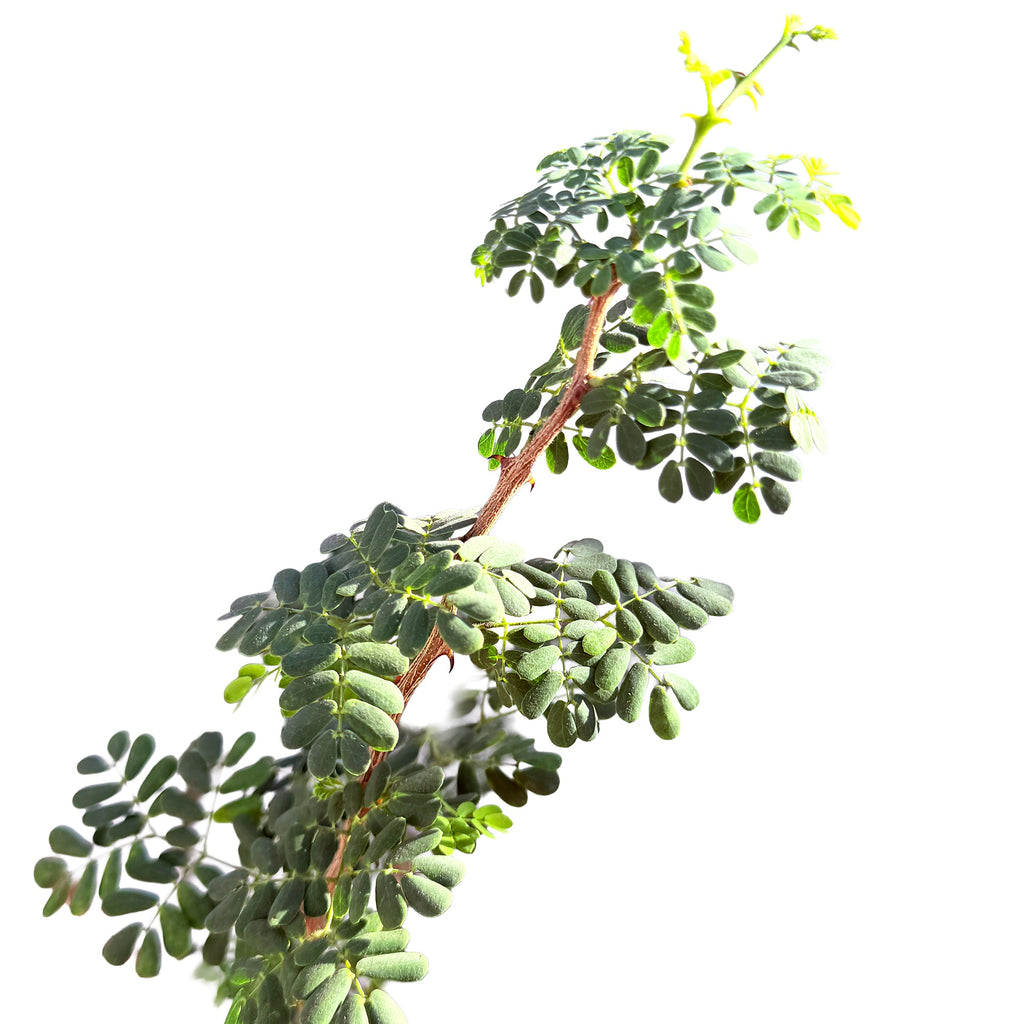 Senegalia burkei 'Black Monkey Thorn' (Specimen)