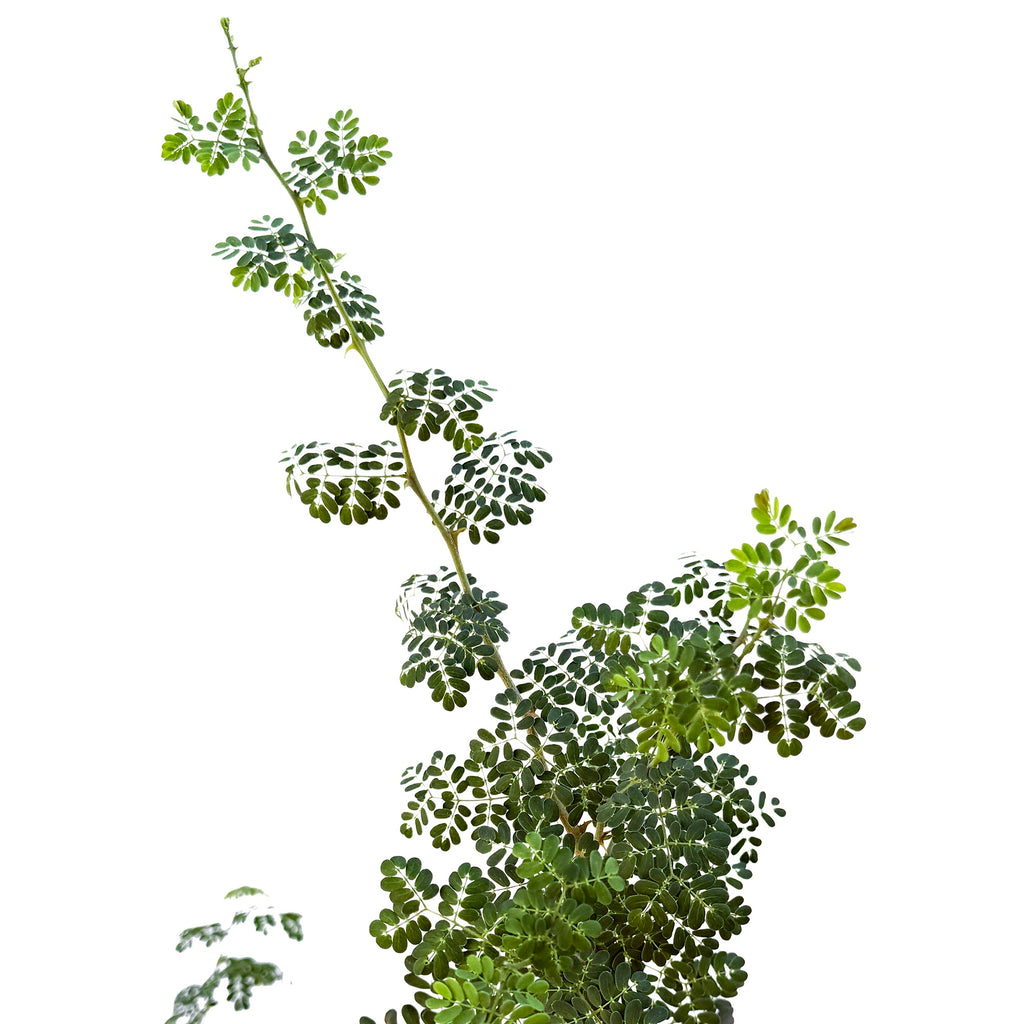Senegalia burkei 'Black Monkey Thorn' (Specimen)