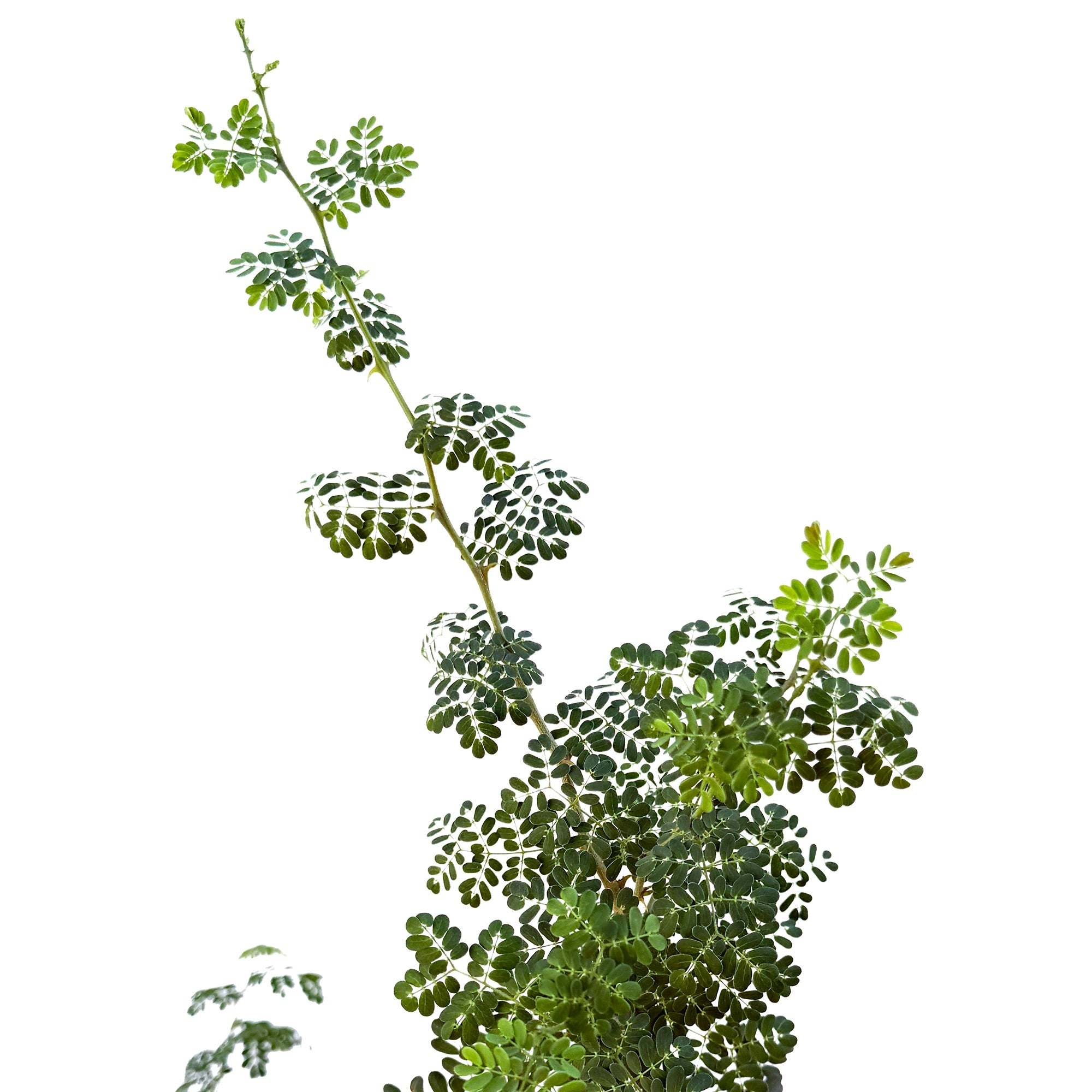 Senegalia burkei 'Black Monkey Thorn' (Specimen)