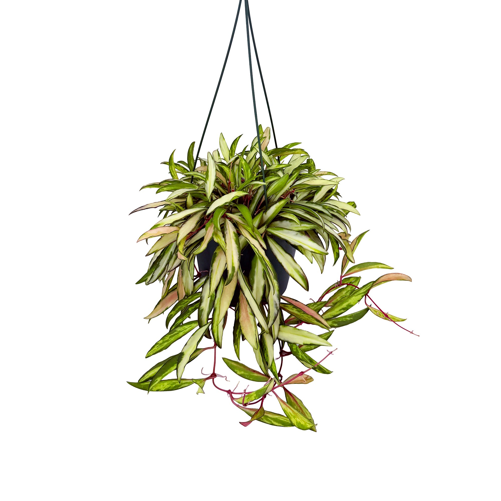 Hoya wayetii 'Variegata'