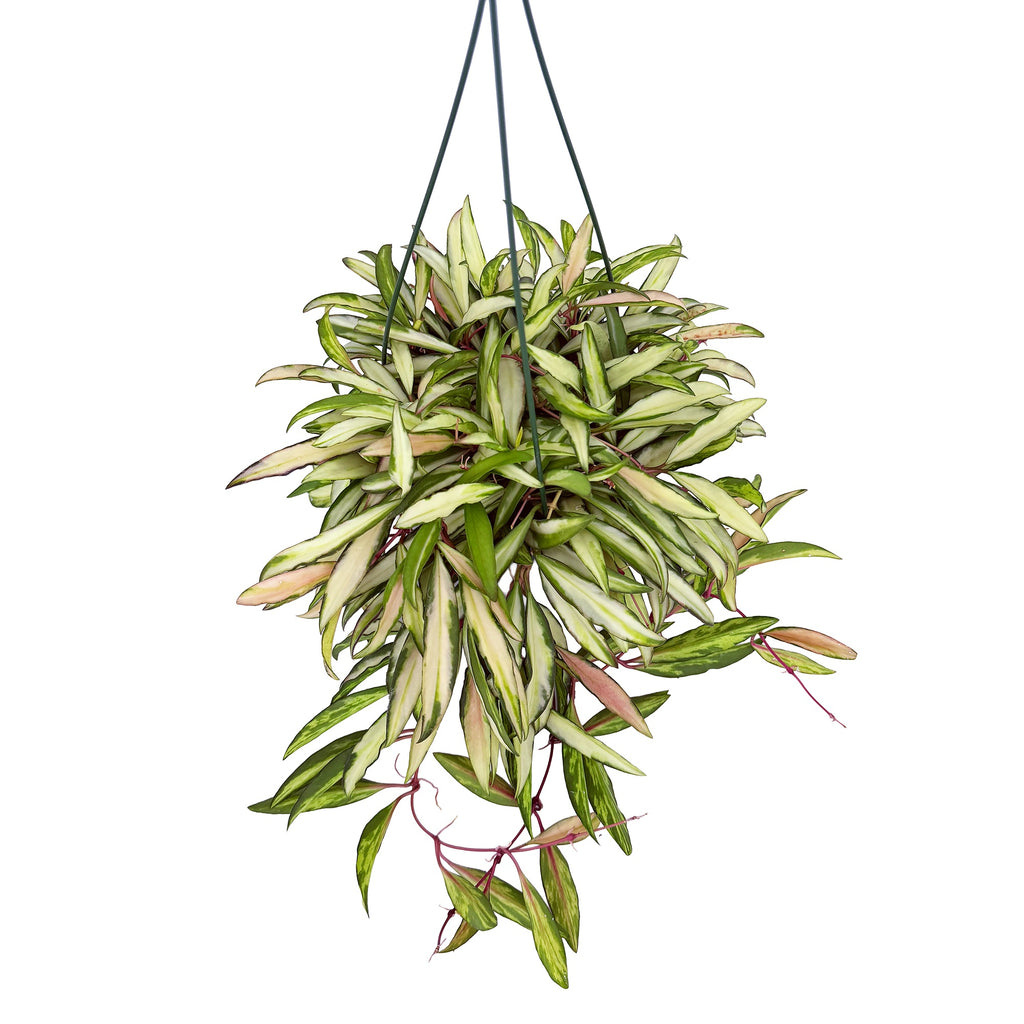 Hoya wayetii 'Variegata'