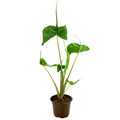 Alocasia macrorrhizos 'Stingray'