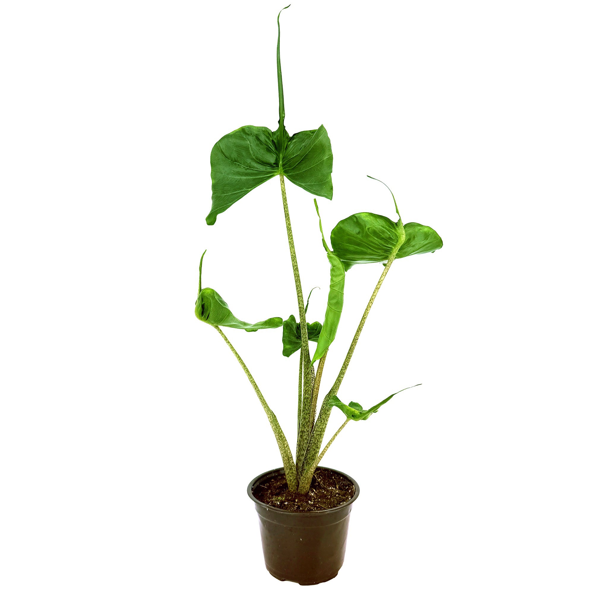 Alocasia macrorrhizos 'Stingray'