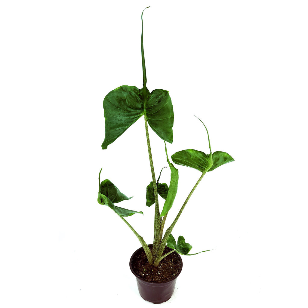 Alocasia macrorrhizos 'Stingray'
