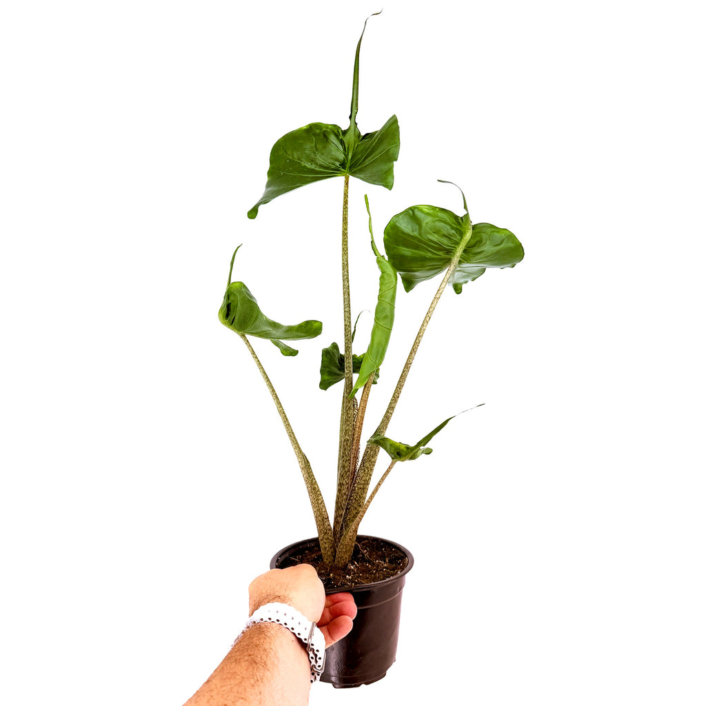 Alocasia macrorrhizos 'Stingray'
