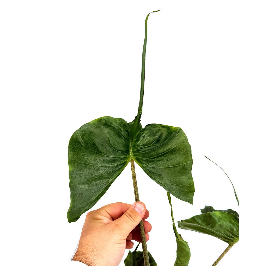 Alocasia macrorrhizos 'Stingray'
