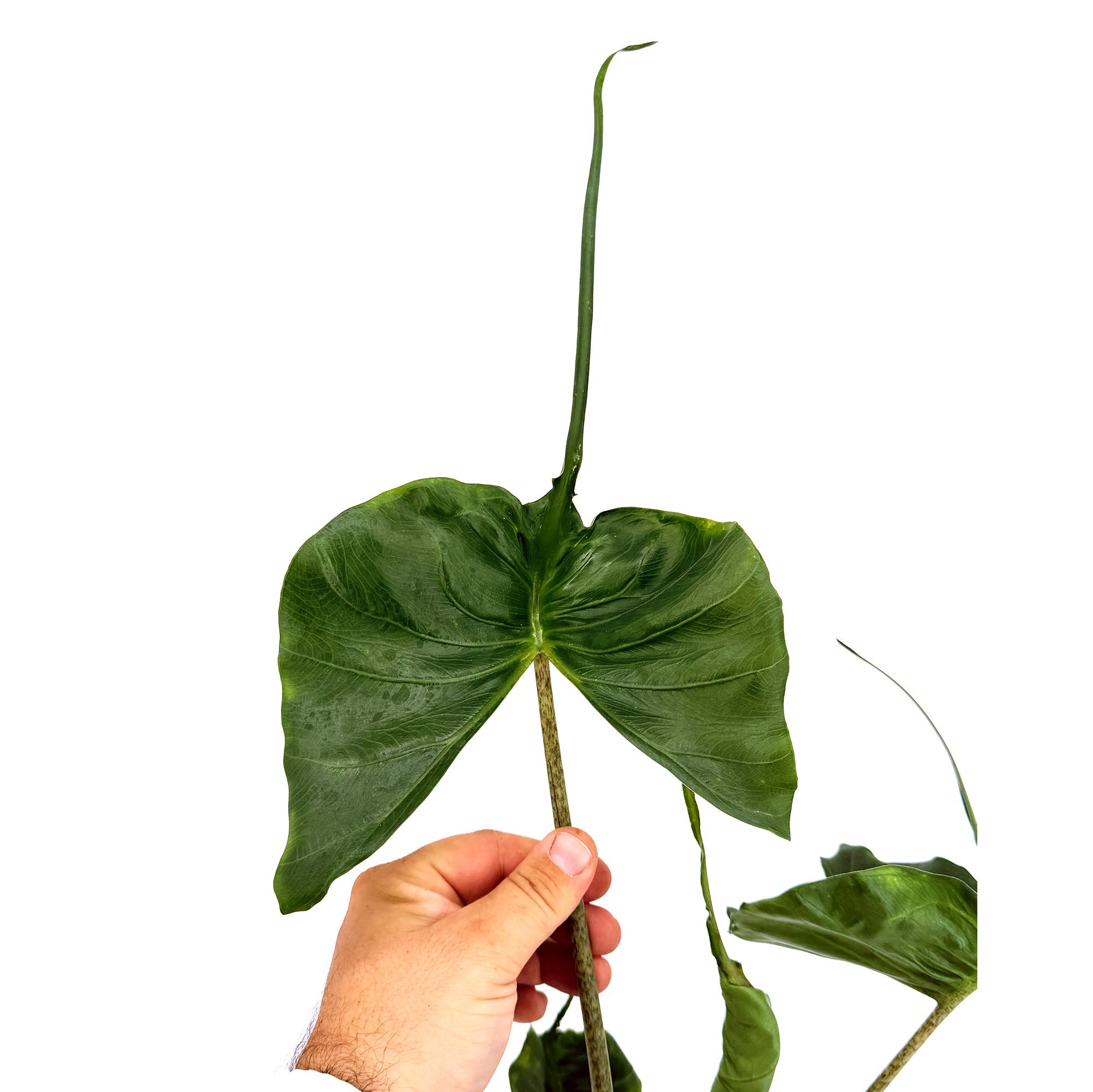 Alocasia macrorrhizos 'Stingray'