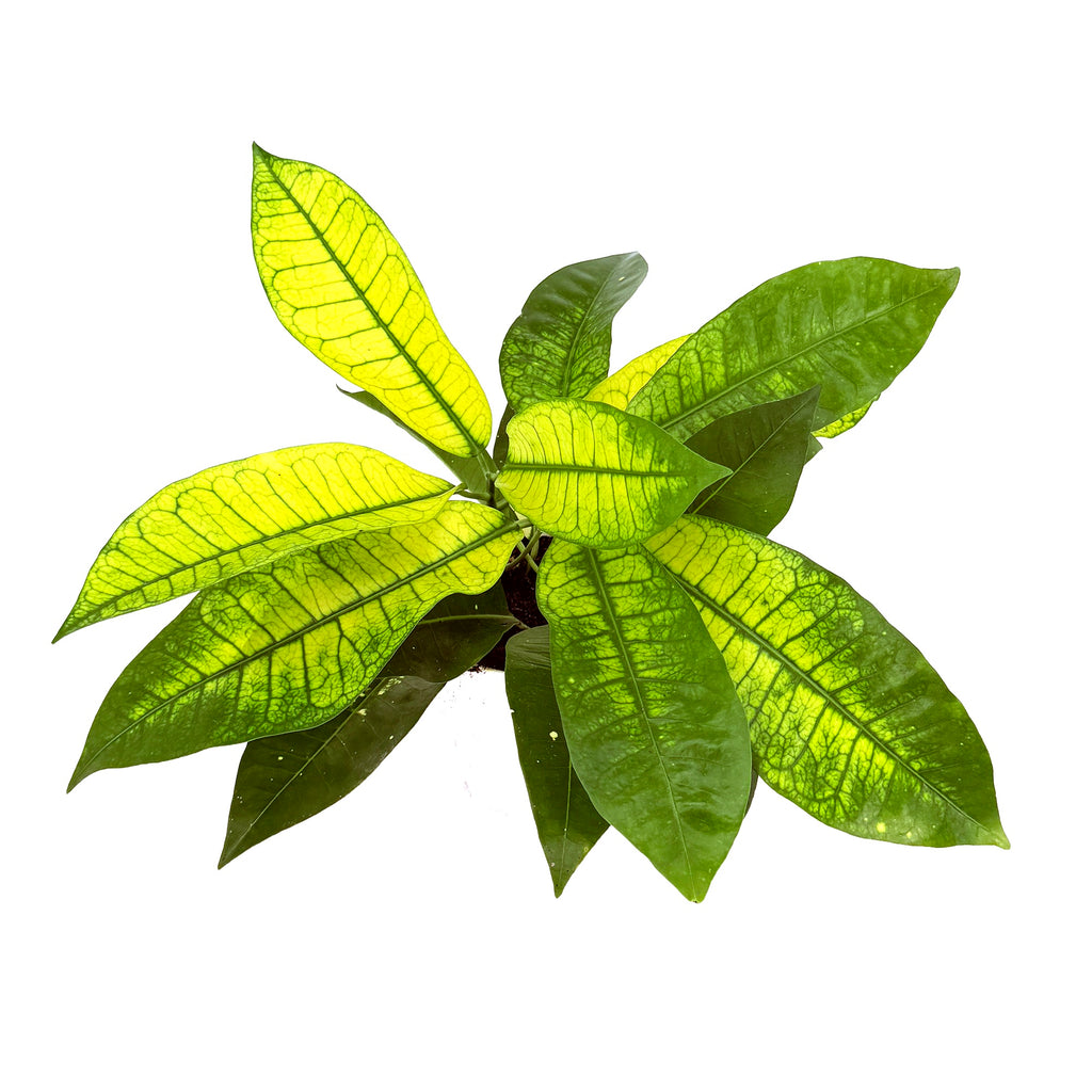 Codiaeum variegatum ‘Croton Yellow Mrs. Iceton’