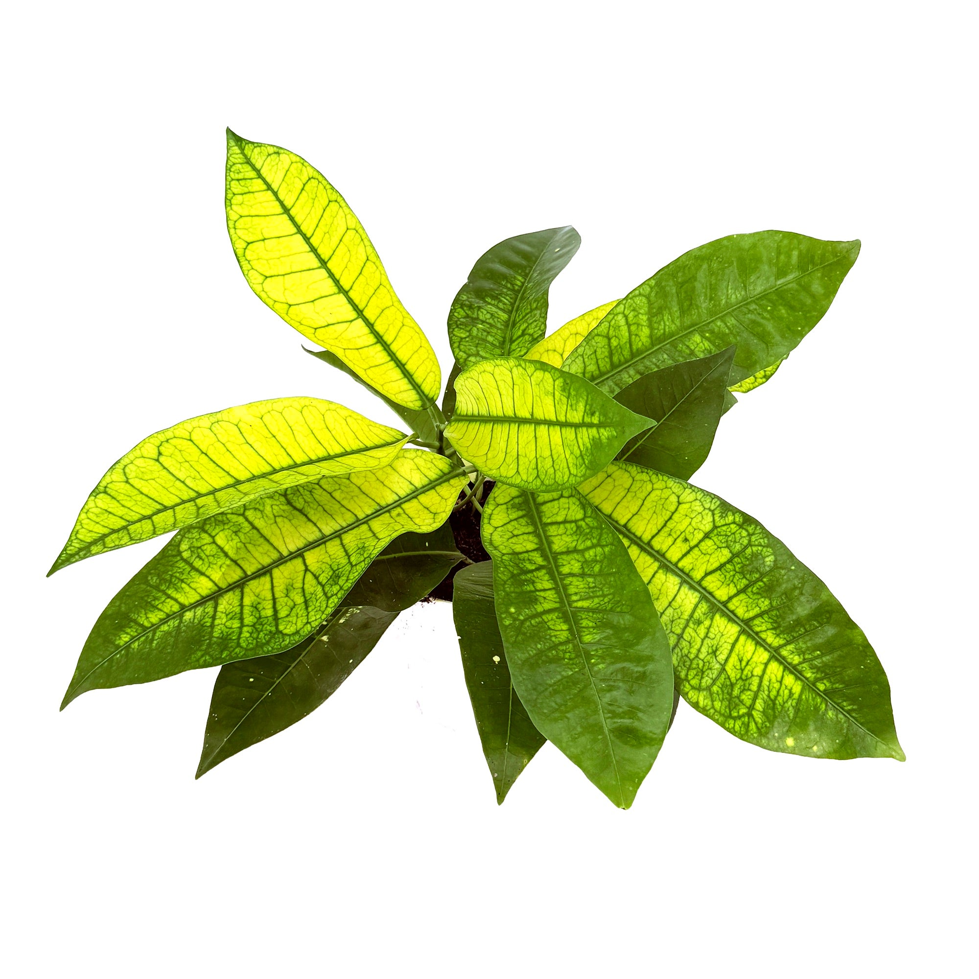 Codiaeum variegatum ‘Croton Yellow Mrs. Iceton’