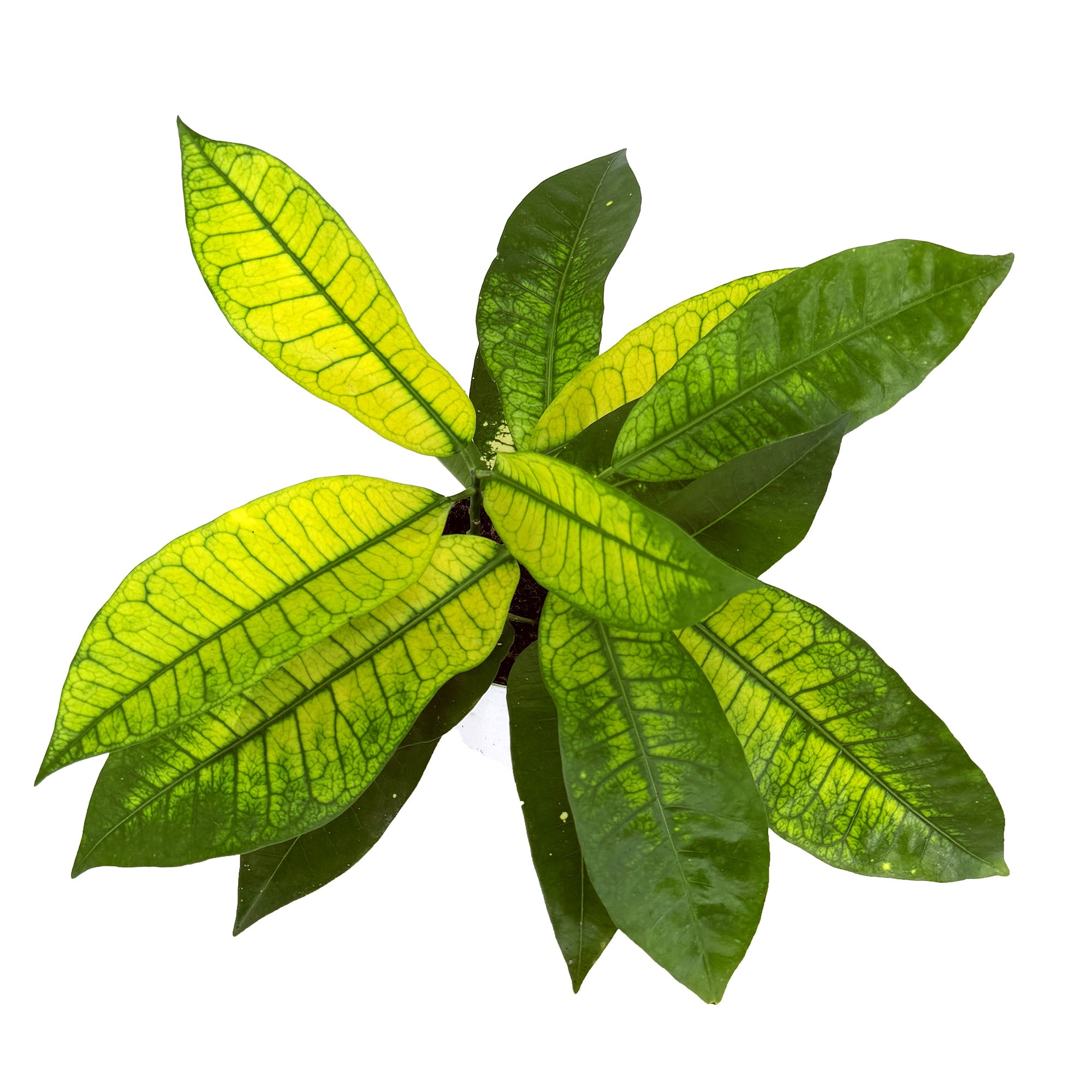 Codiaeum variegatum ‘Croton Yellow Mrs. Iceton’