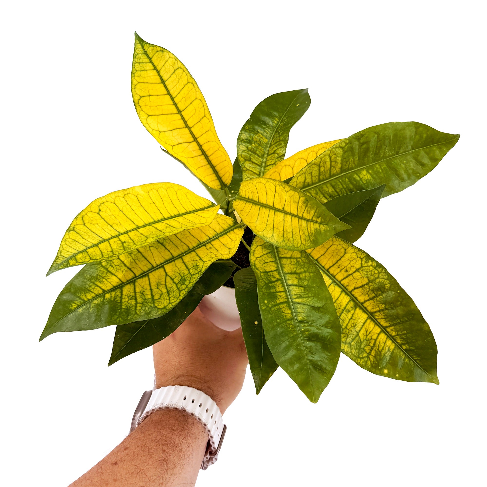Codiaeum variegatum ‘Croton Yellow Mrs. Iceton’