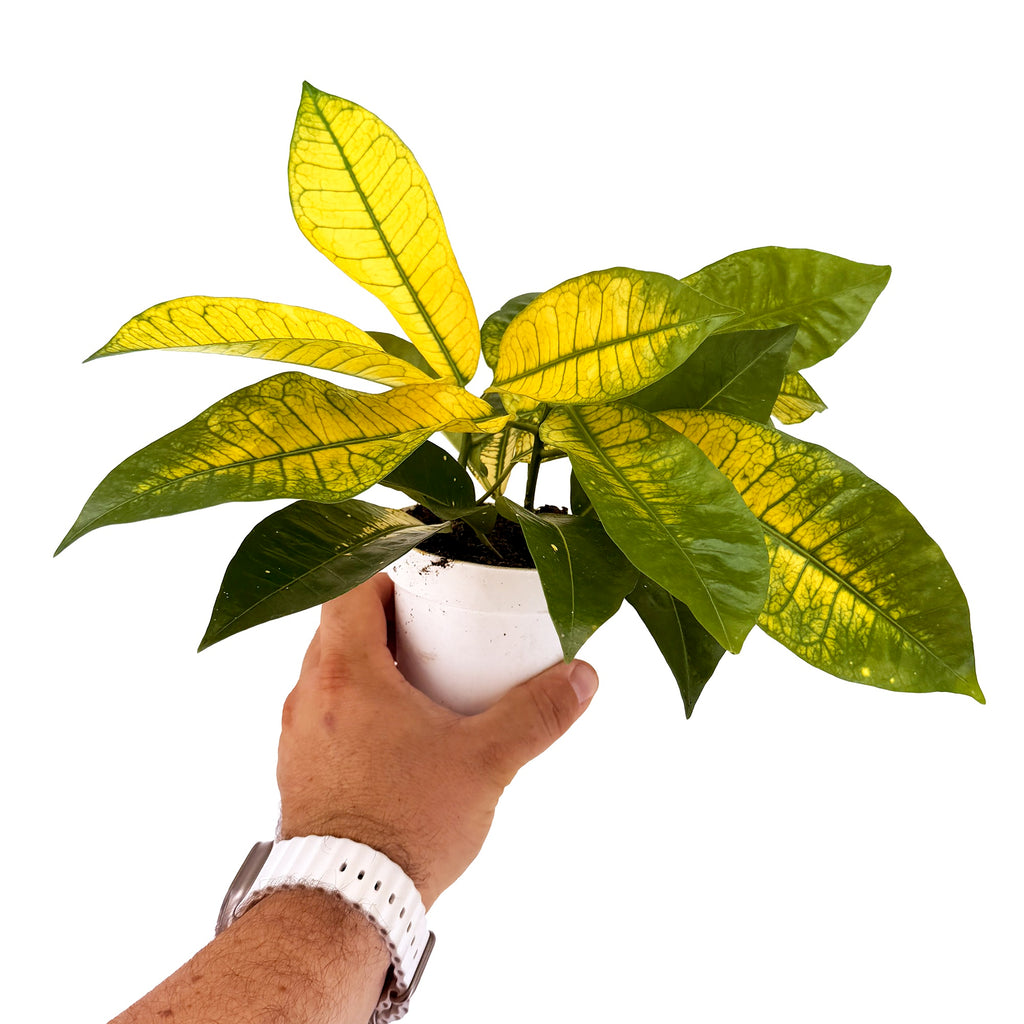 Codiaeum variegatum ‘Croton Yellow Mrs. Iceton’